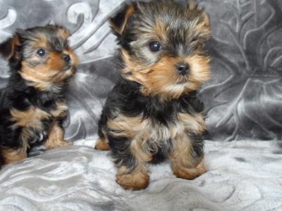 Miniature Yorkshire Terrier puppies