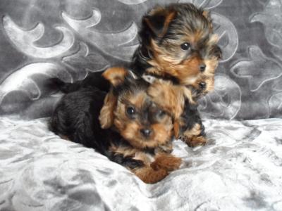 Miniature Yorkshire Terrier puppies