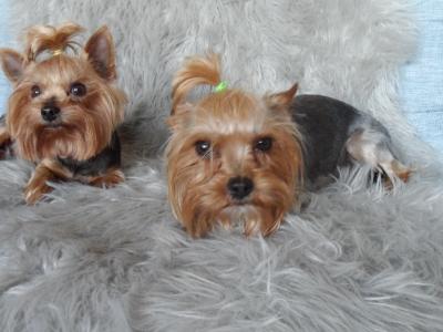Miniature Yorkshire Terrier puppies