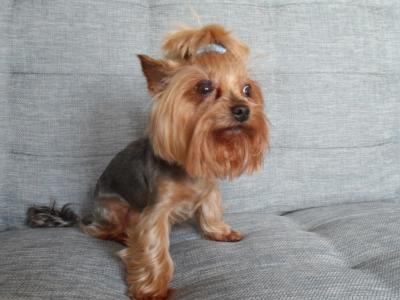 Miniature Yorkshire Terrier puppies