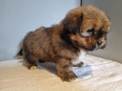 4 beautiful Shih Tzu puppies 2 male and 2 female