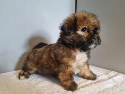 4 beautiful Shih Tzu puppies 2 male and 2 female