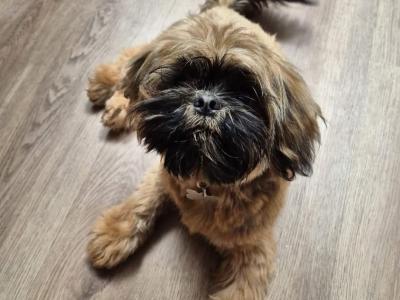 4 beautiful Shih Tzu puppies 2 male and 2 female