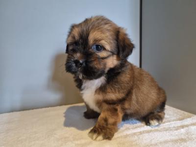 4 beautiful Shih Tzu puppies 2 male and 2 female