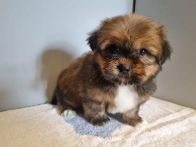 4 beautiful Shih Tzu puppies 2 male and 2 female