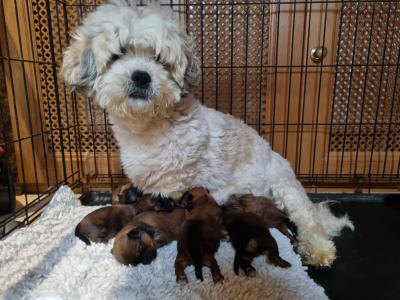 4 beautiful Shih Tzu puppies 2 male and 2 female