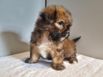 4 beautiful Shih Tzu puppies 2 male and 2 female