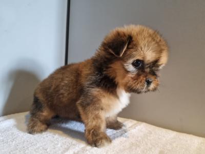 4 beautiful Shih Tzu puppies 2 male and 2 female