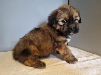 4 beautiful Shih Tzu puppies 2 male and 2 female