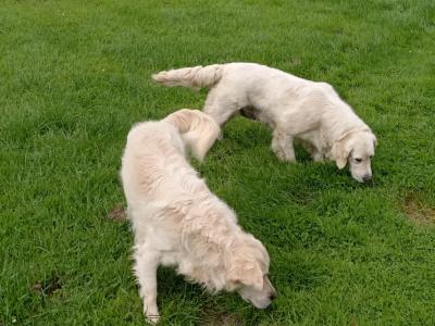2 Golden Retrievers for sale in Cork
