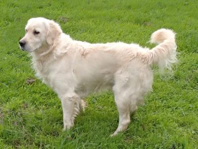 2 Golden Retrievers for sale in Cork