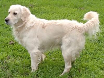2 Golden Retrievers for sale in Cork