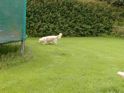 2 Golden Retrievers for sale in Cork