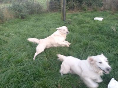 2 Golden Retrievers for sale in Cork