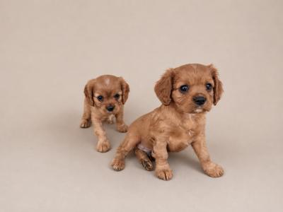 Cavalier King Charles Spaniel puppies in Kildare