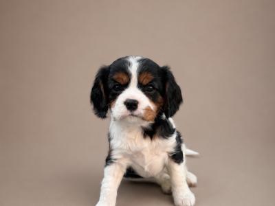 Cavalier King Charles Spaniel puppies in Kildare
