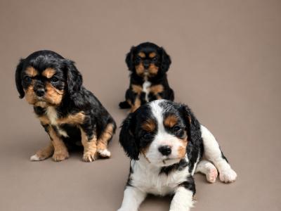Cavalier King Charles Spaniel puppies in Kildare