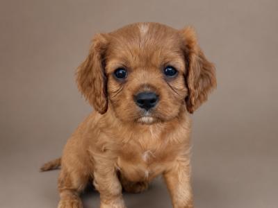 Cavalier King Charles Spaniel puppies in Kildare