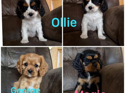 Cavalier King Charles Spaniel puppies in Kildare