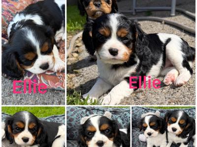 Cavalier King Charles Spaniel puppies in Kildare