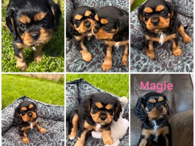 Cavalier King Charles Spaniel puppies in Kildare