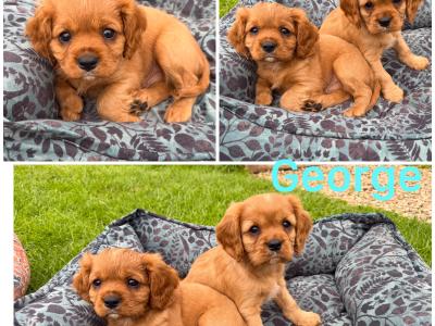 Cavalier King Charles Spaniel puppies in Kildare