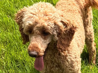 Male Ruby Red Poodle Adult Dog in Cork