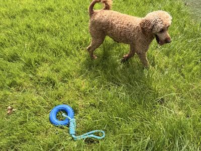 Male Ruby Red Poodle Adult Dog in Cork