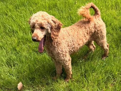 Male Ruby Red Poodle Adult Dog in Cork