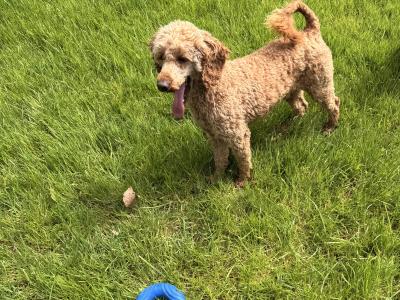 Male Ruby Red Poodle Adult Dog in Cork