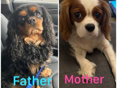 Cavalier King Charles Spaniel puppies in Kildare