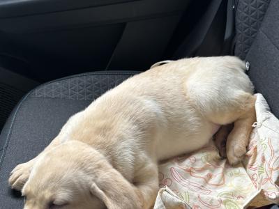 Female Labrador puppy in Dublin