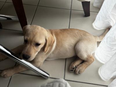 Female Labrador puppy in Dublin