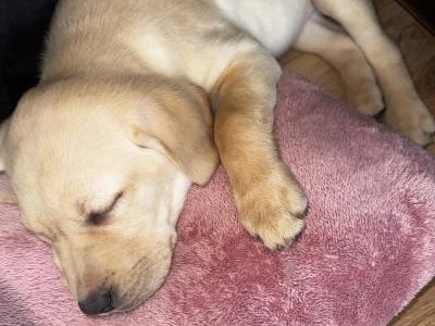 Female Labrador puppy in Dublin