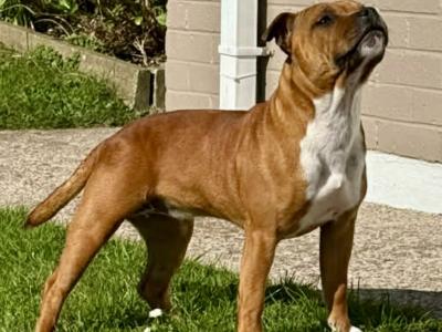Female Red Staffordshire Bull Terrier in Waterford