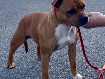 Female Red Staffordshire Bull Terrier in Waterford