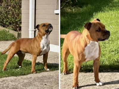 Female Red Staffordshire Bull Terrier in Waterford