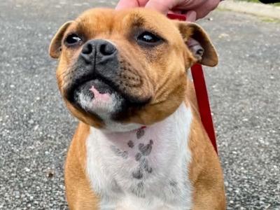 Female Red Staffordshire Bull Terrier in Waterford