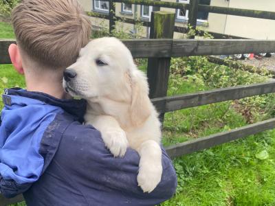 IKC Pedigree Golden Retriever puppies in Cork