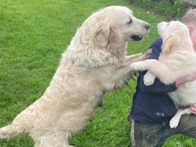 IKC Pedigree Golden Retriever puppies in Cork