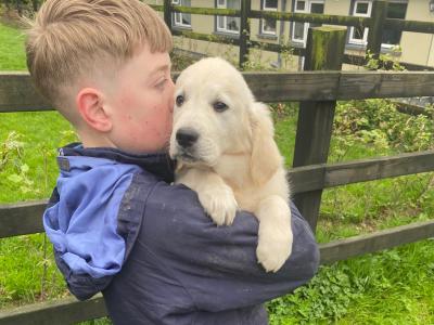 IKC Pedigree Golden Retriever puppies in Cork