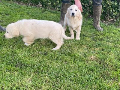 IKC Pedigree Golden Retriever puppies in Cork