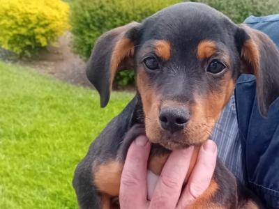 Gorgeous Jack Russell puppies for sale in Meath