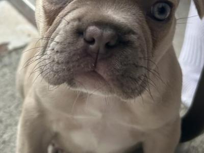 Beautiful male Champagne French Bulldog puppy in Meath