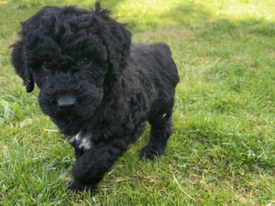 Adorable Mini Poodle puppies 🐶