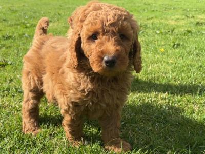 Adorable Mini Poodle puppies 🐶