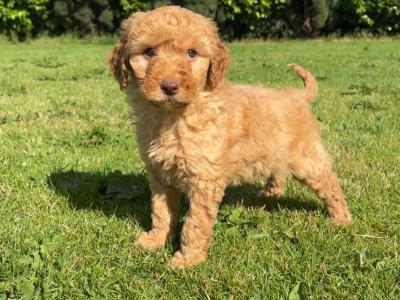 Adorable Mini Poodle puppies 🐶