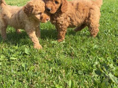 Adorable Mini Poodle puppies 🐶
