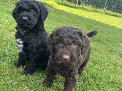 Adorable Mini Poodle puppies 🐶