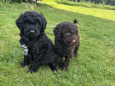 Adorable Mini Poodle puppies 🐶